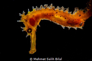 Thorny seahorse with snooted backlit. by Mehmet Salih Bilal 